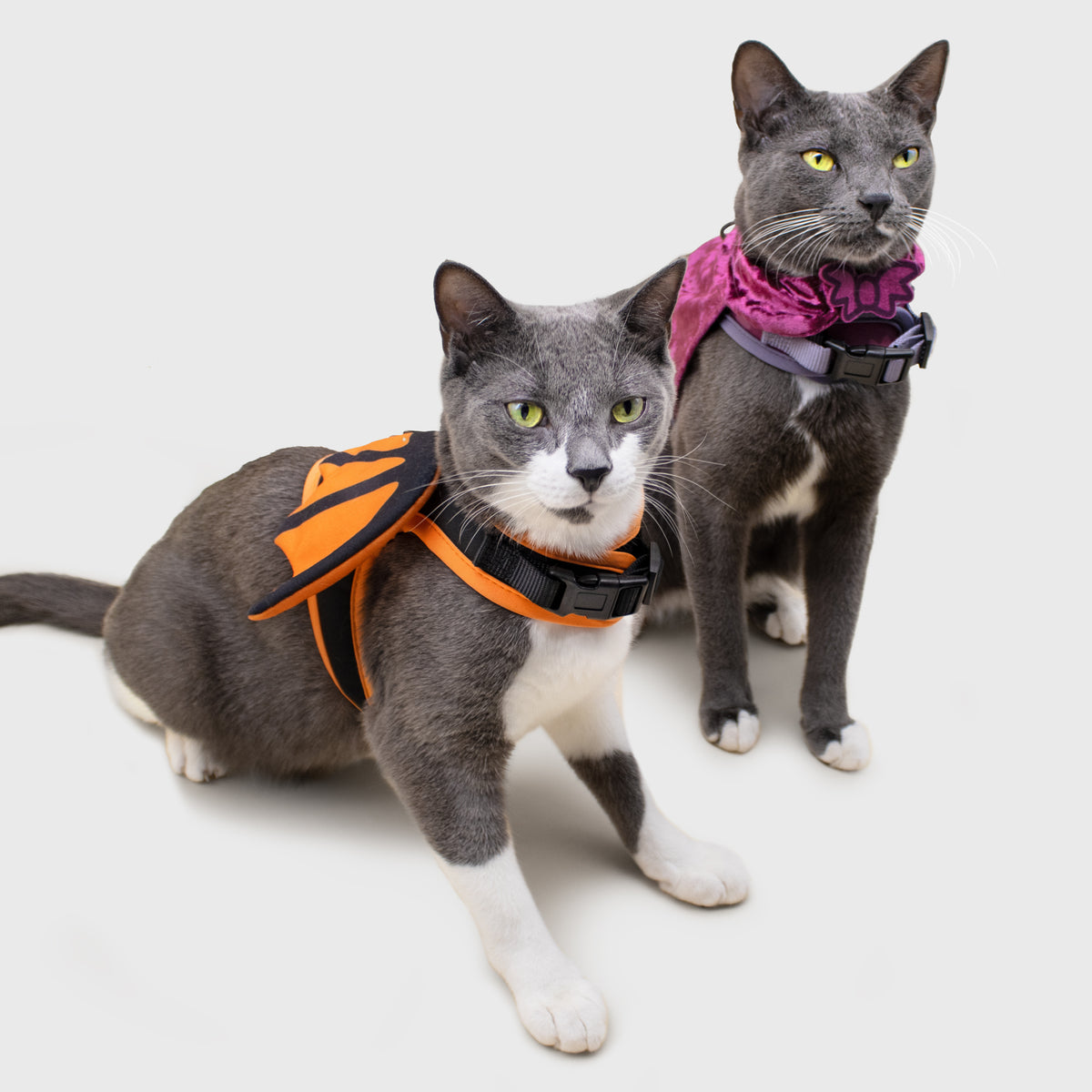 Halloween cat fashion harness