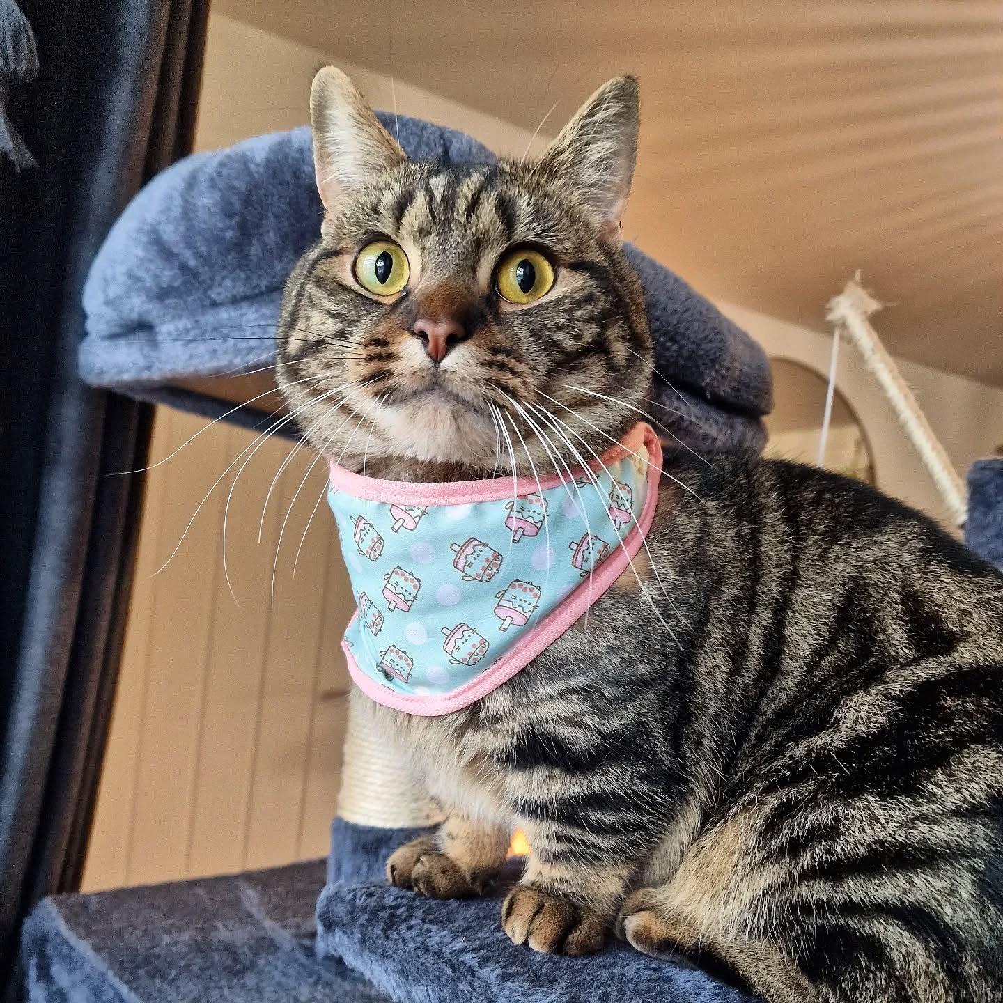 Cat wearing a light blue bandana with pink trim on a blue cushion