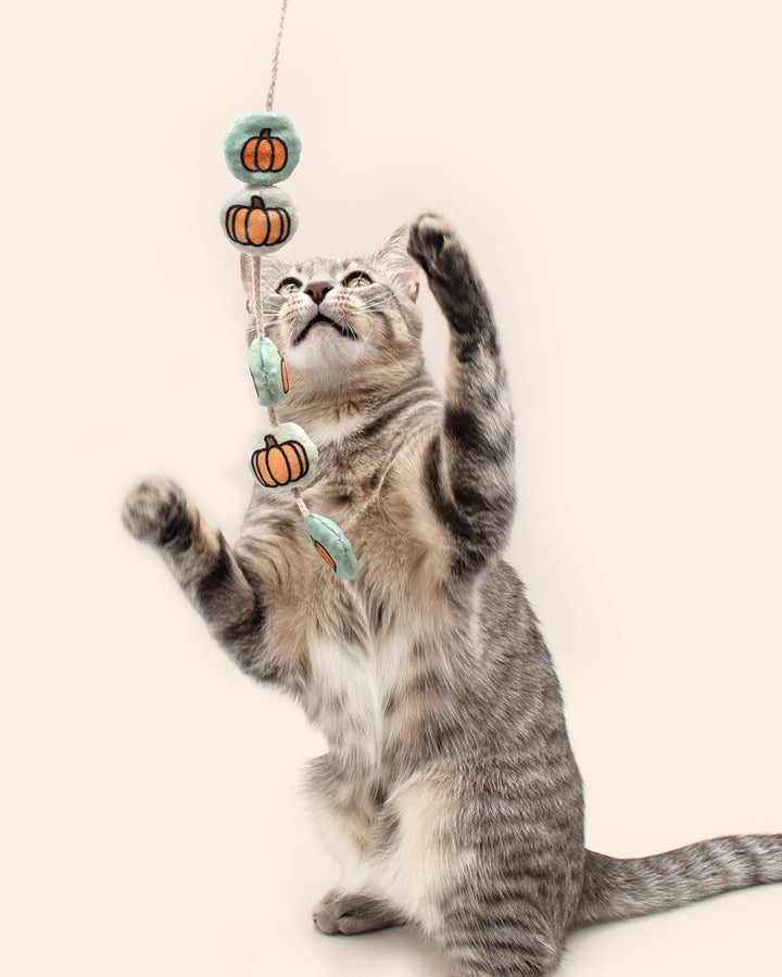 Cat playing with a Halloween-themed cat toy on a white background