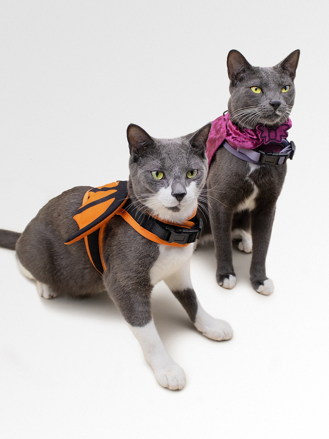 2 cats wearing harnesses. 1 cat with the batwing pusheen harness. one cat with vampurr vampire pusheen harness.